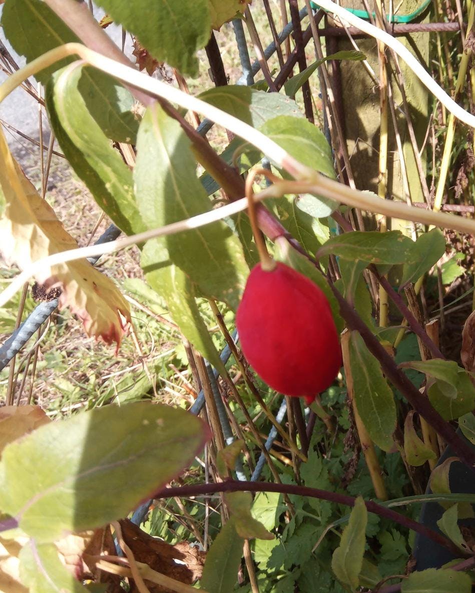 En ukendt plante med røde frugter er havnet i læserens krukke.