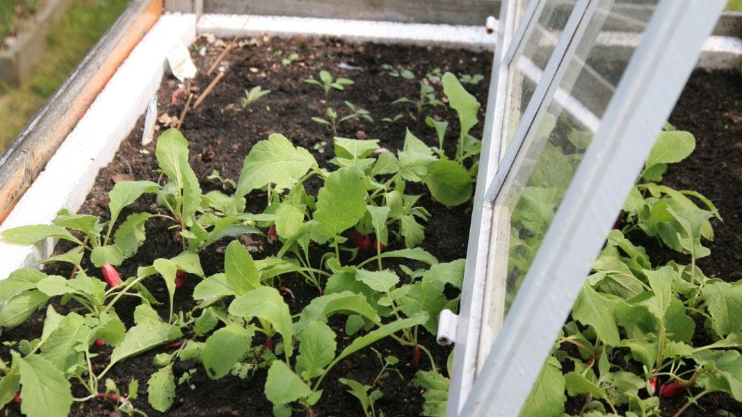 Kan lerjord bruges i et højbed?