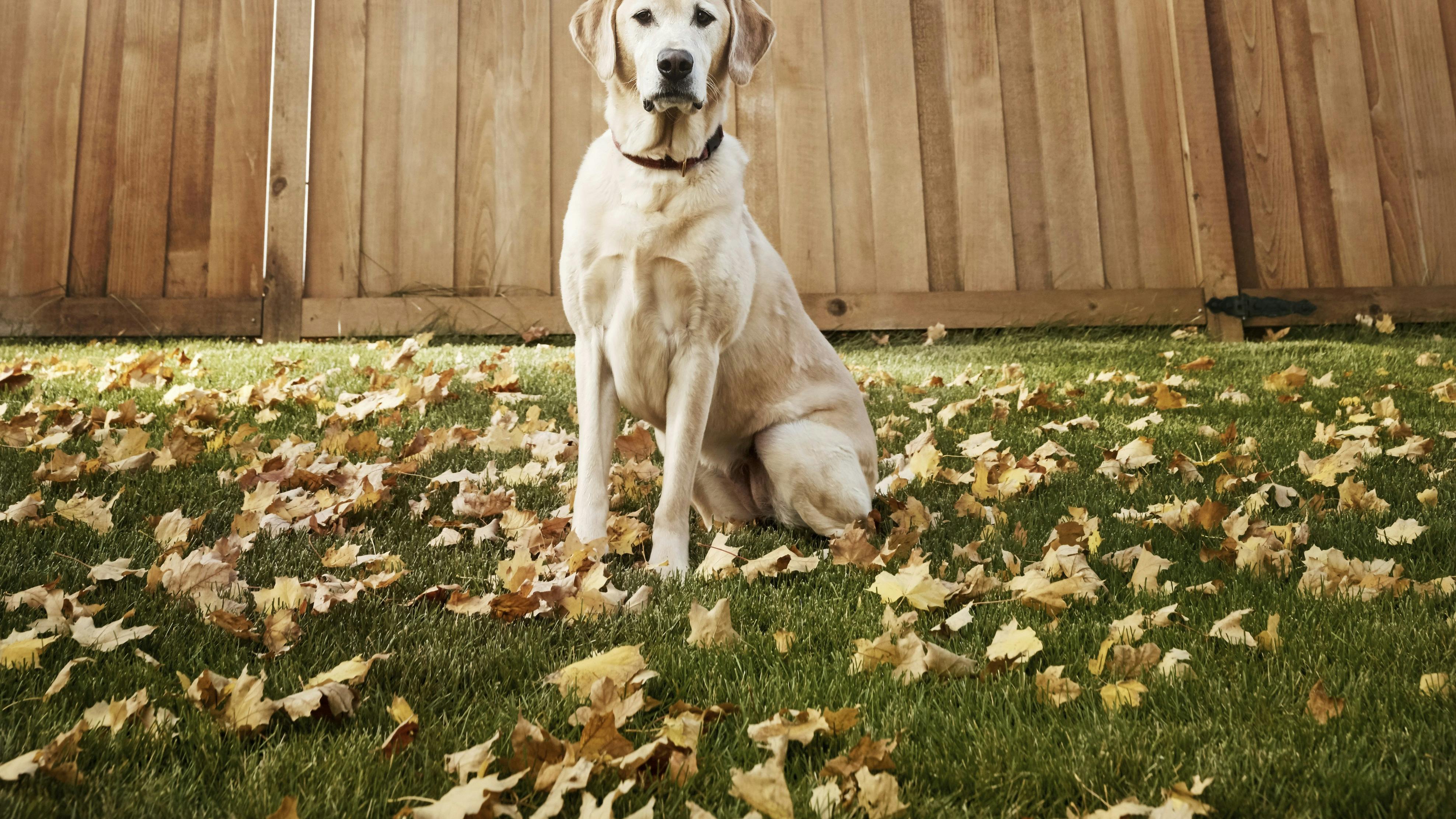 Labrador hund kigger og kigger.