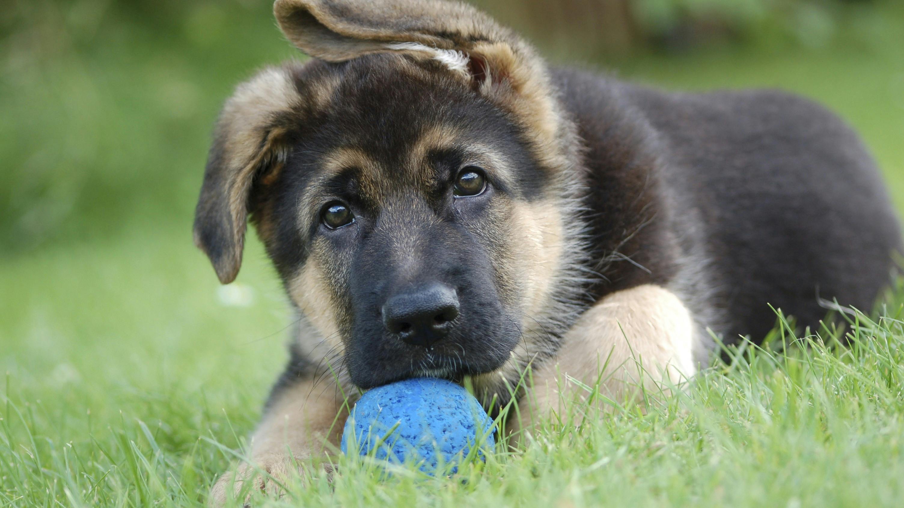 Hvalp leger med bold