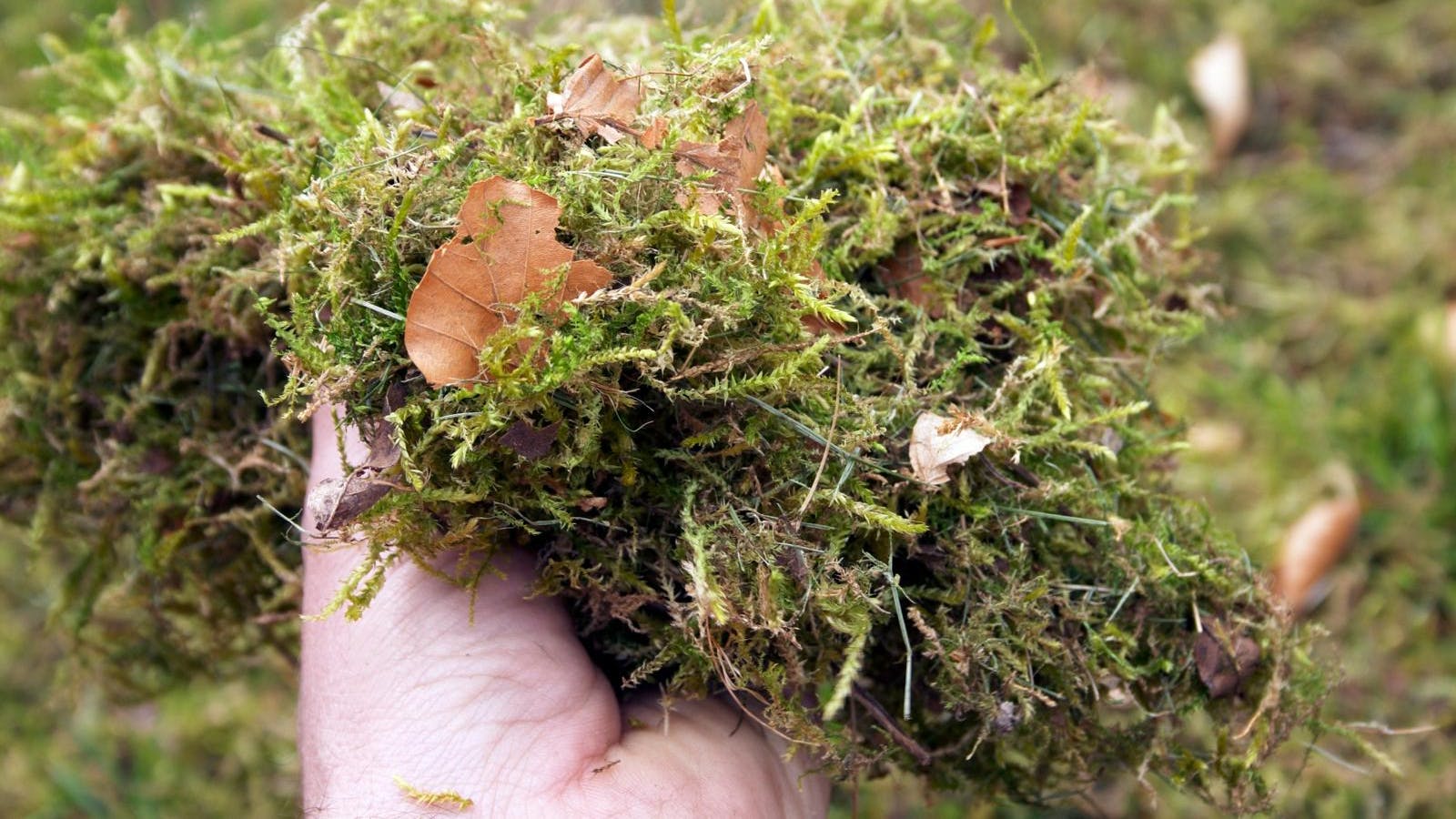 Ukrudt i græsplænen