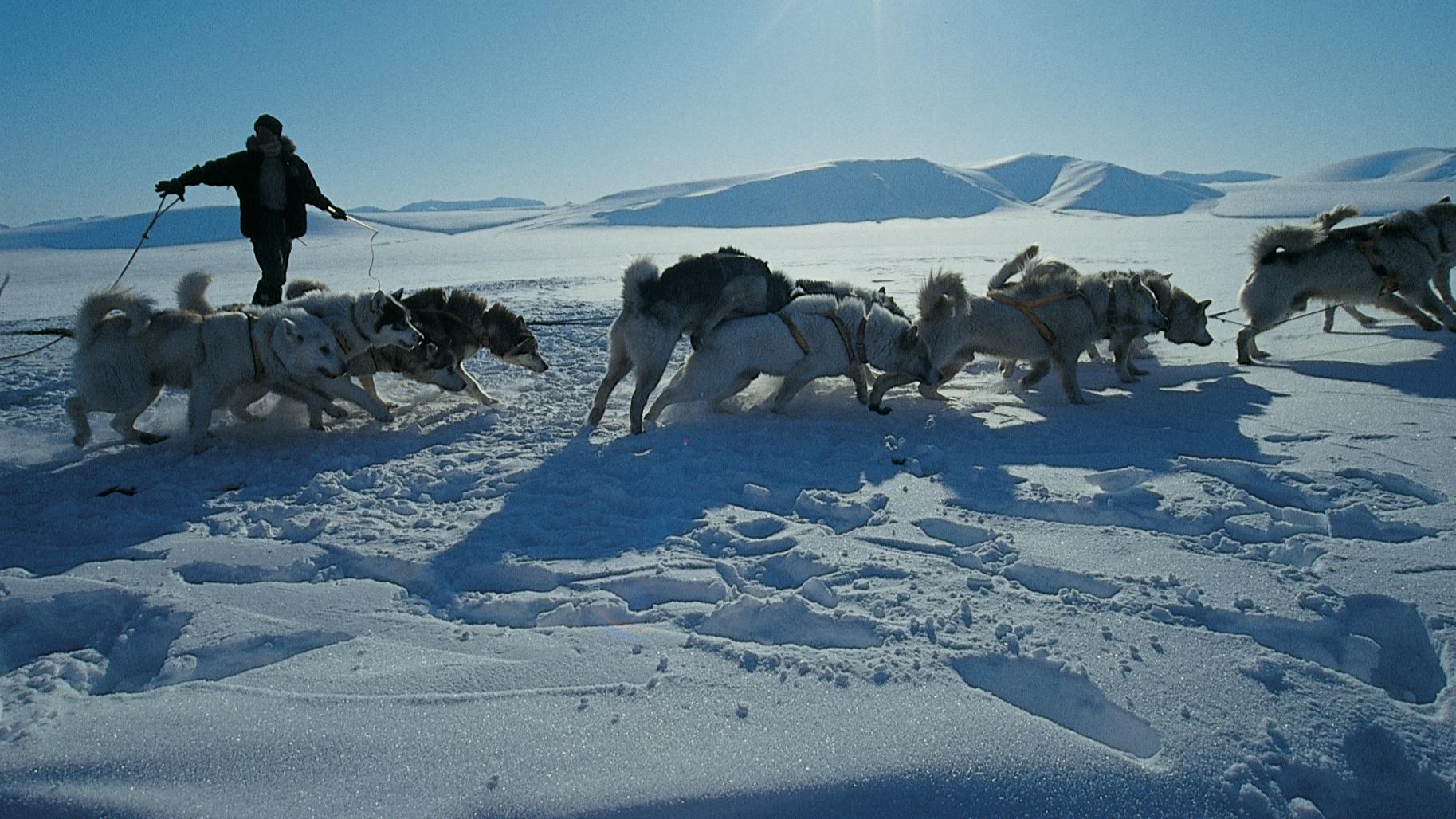 Hundeslæde i Grønland