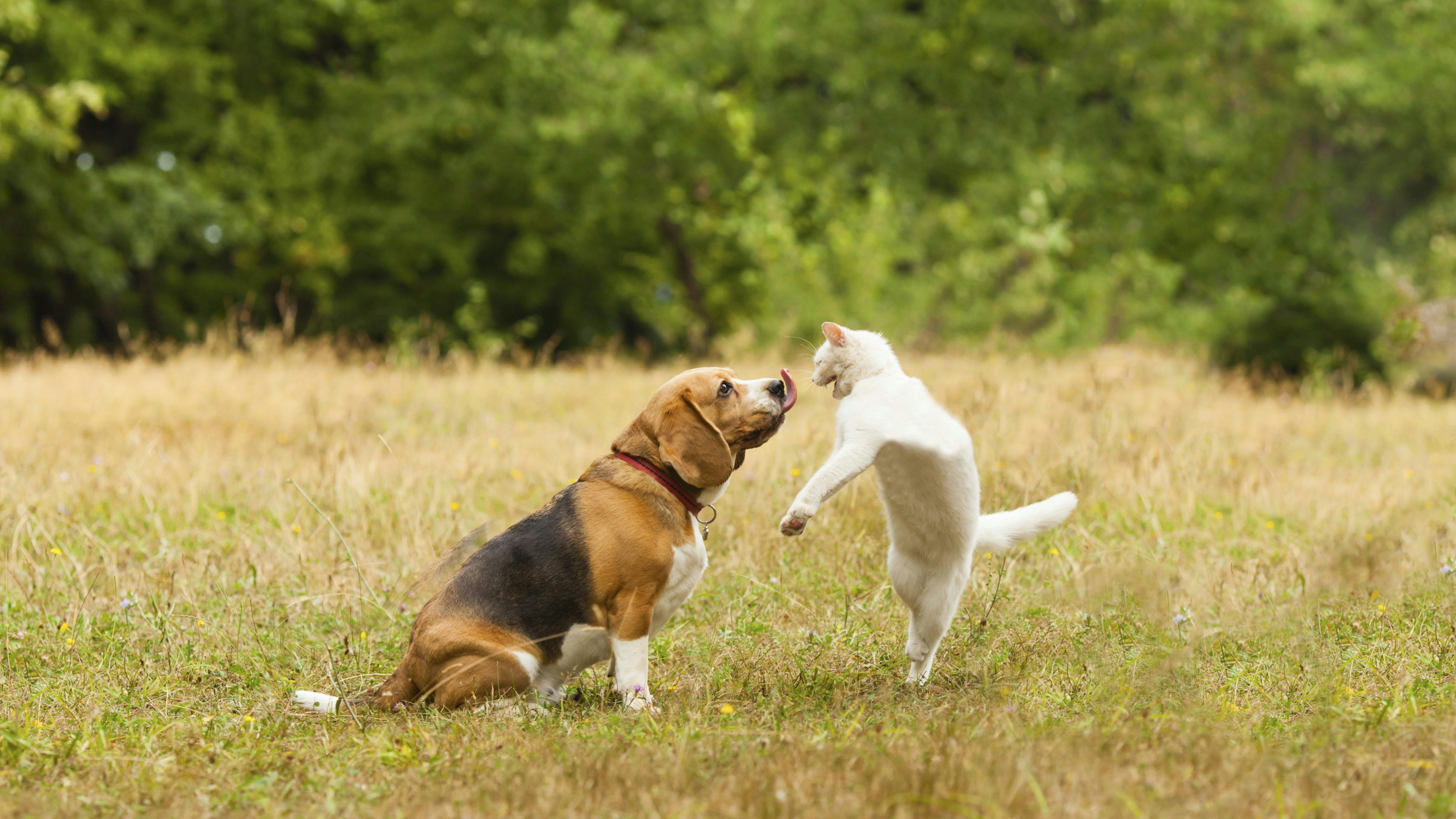 Hund og kat der leger