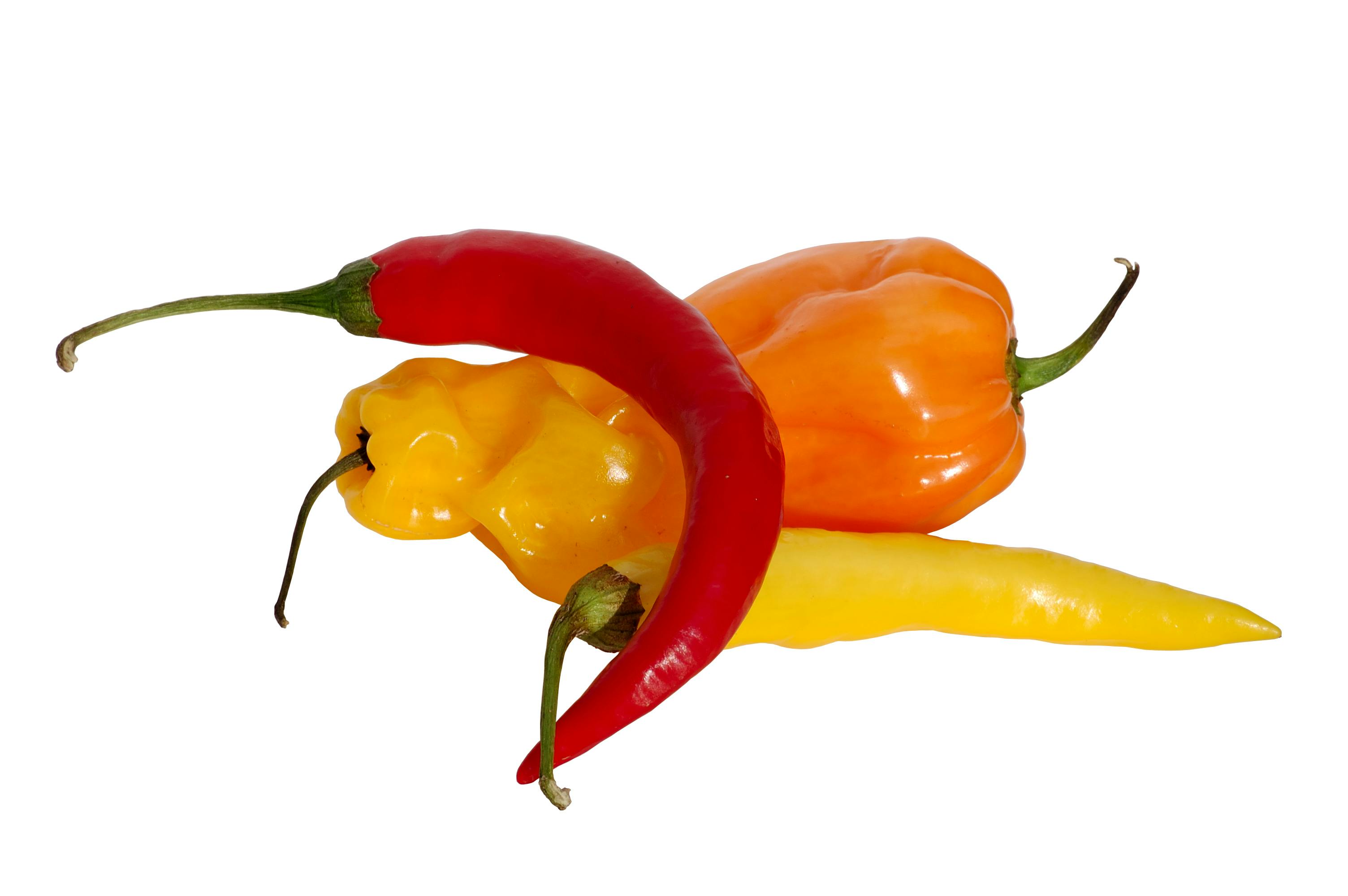 Chili pebre