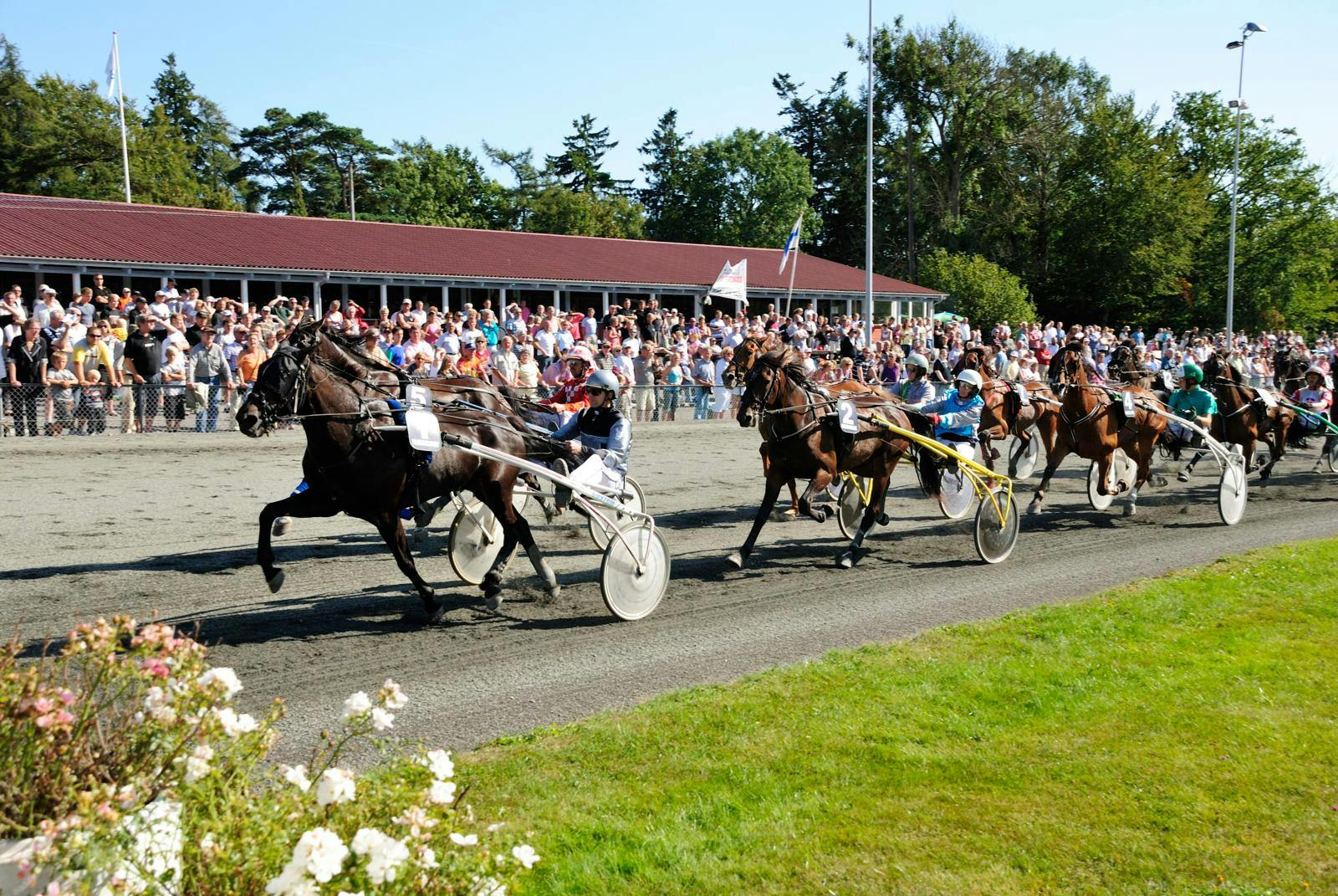 Travheste på travbanen