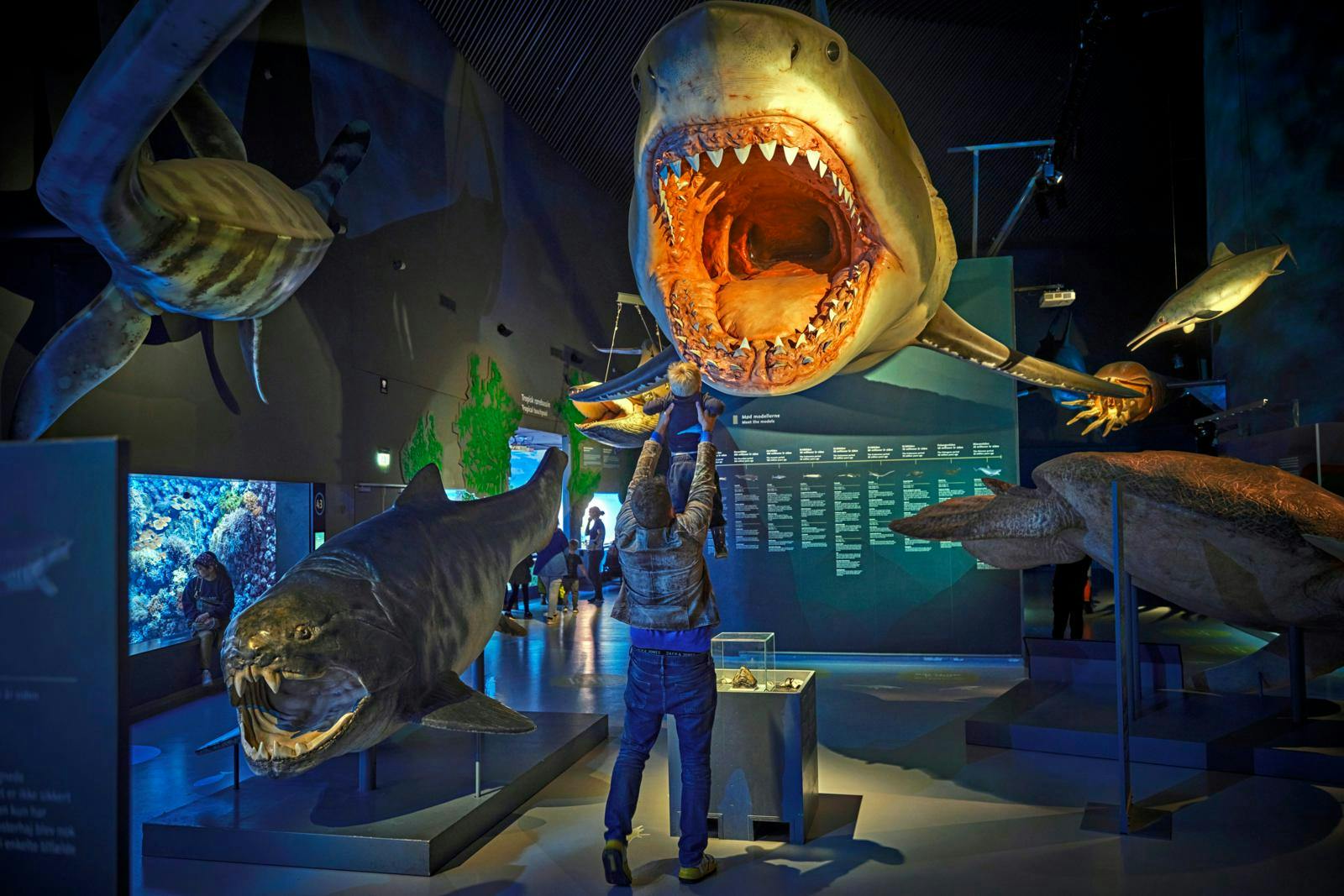 Børn, der kigger på hajer