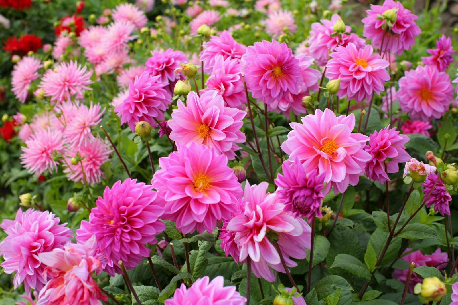 Pink dahlia