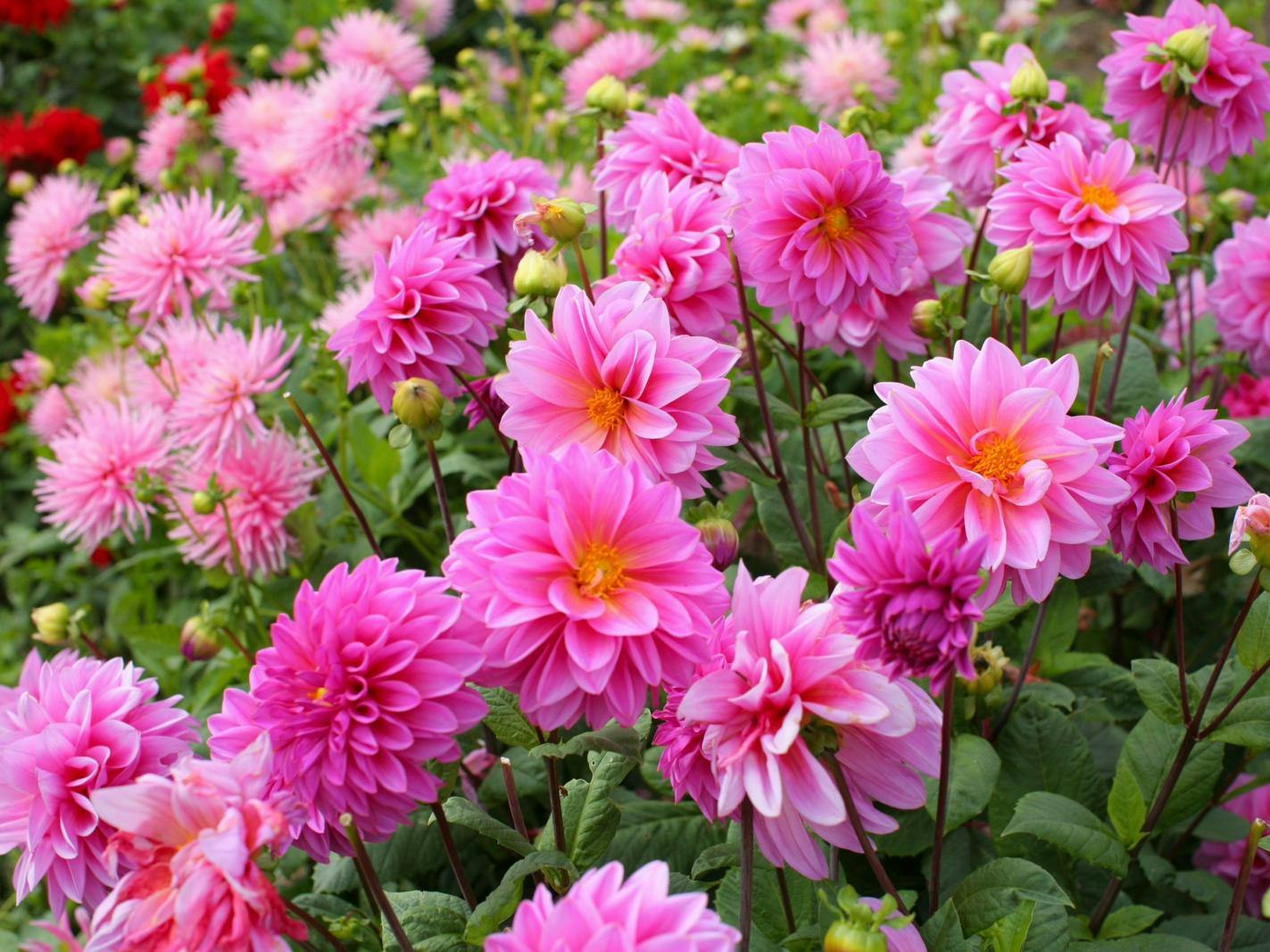 Pink dahlia