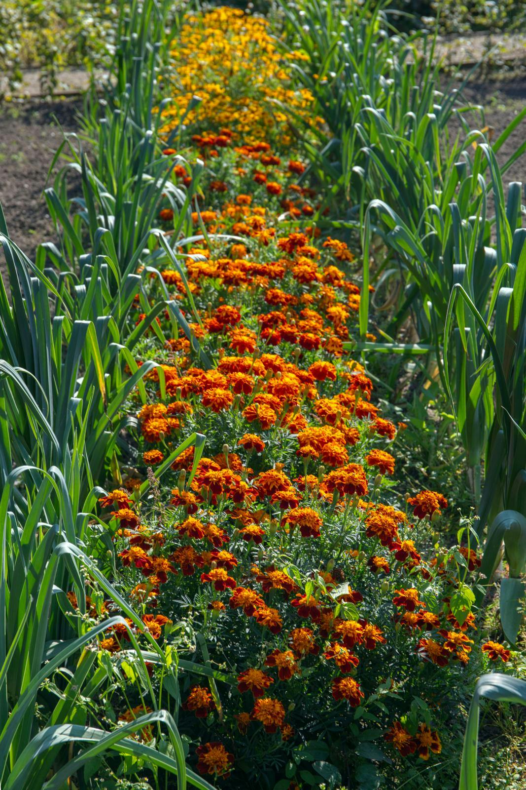 Tagetes har stærke orange nuancer.