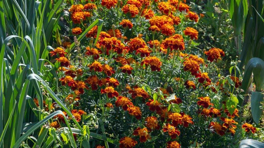 Tagetes har stærke orange nuancer.