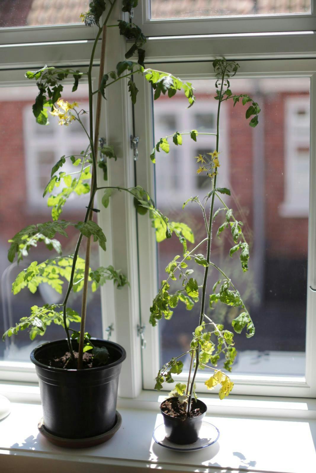 Ranglede tomatplanter.