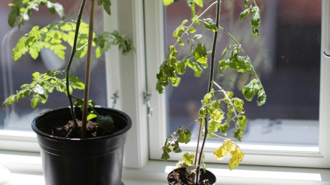 Ranglede tomatplanter.