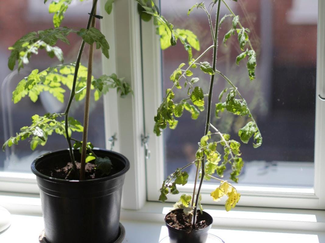 Ranglede tomatplanter.