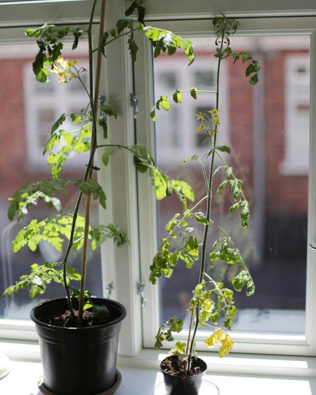 Ranglede tomatplanter.