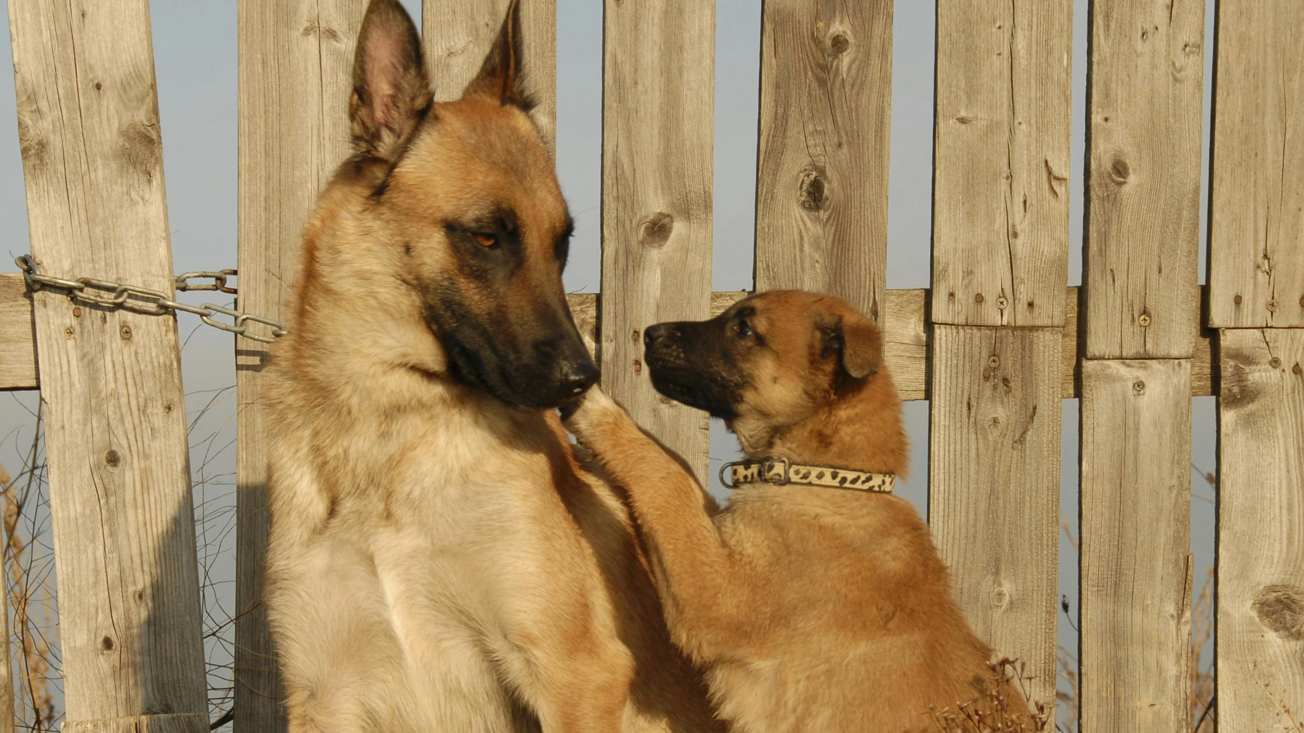 Hund og hvalp leger.