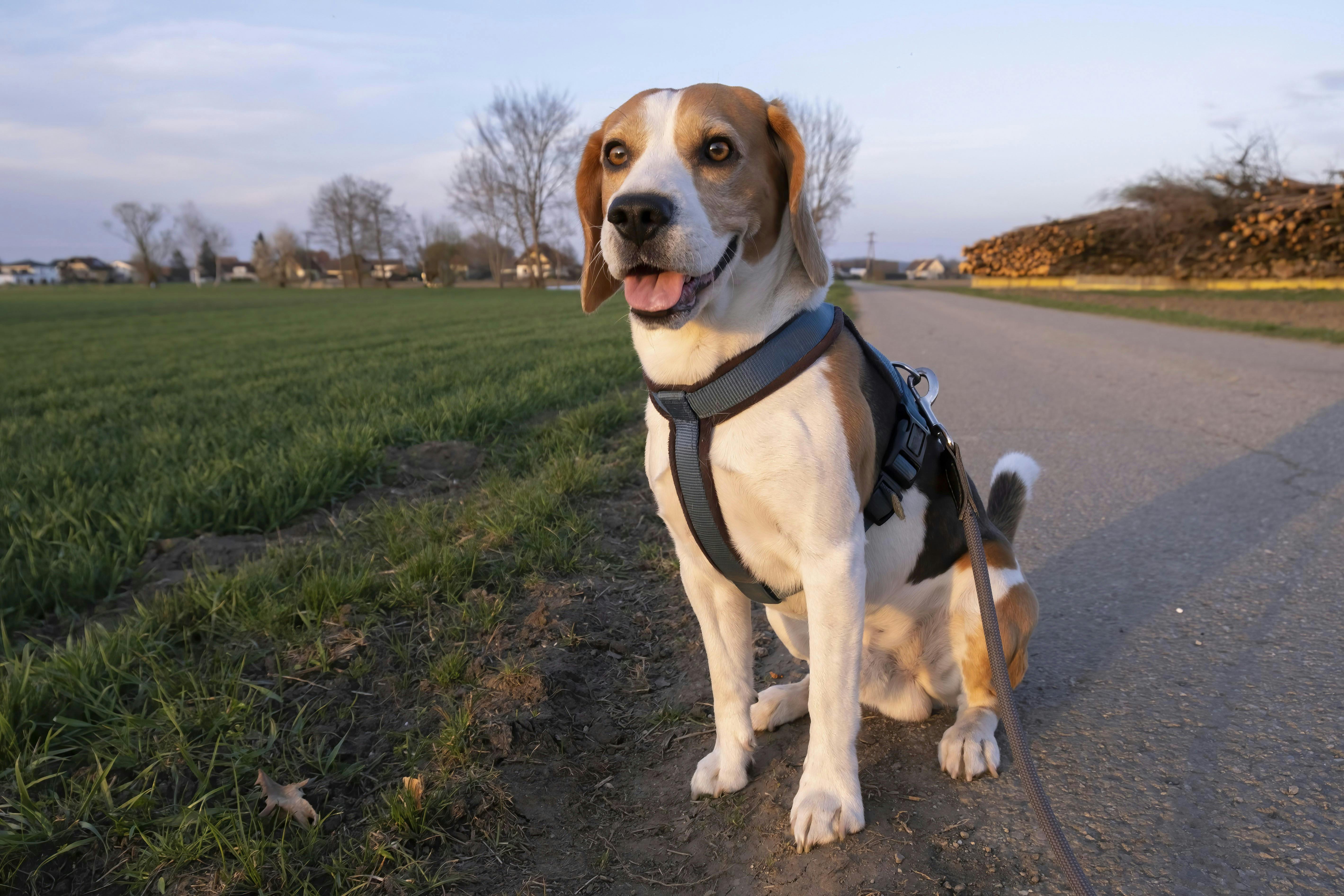 Hund sidder i naturen