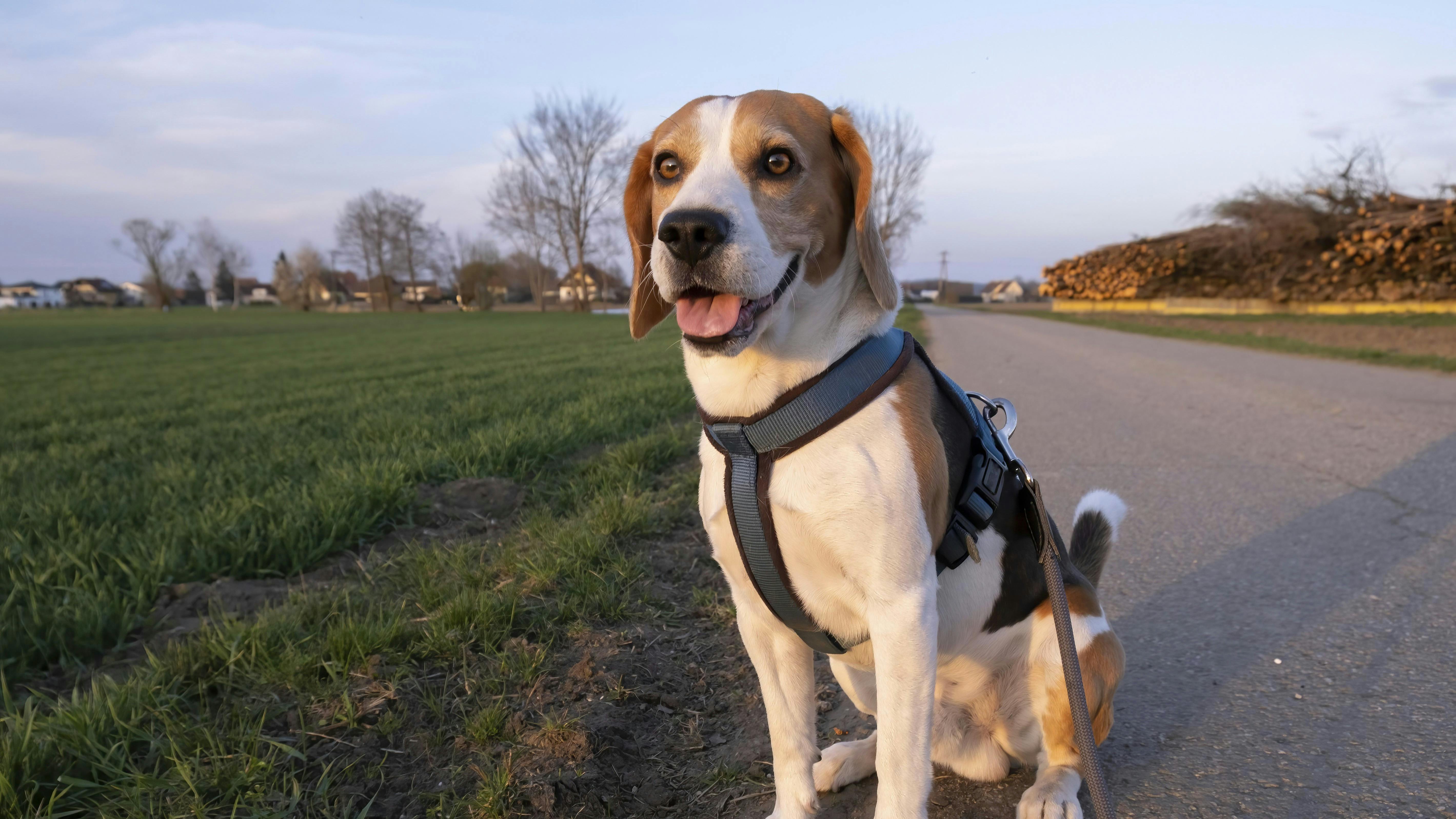 Hund sidder i naturen