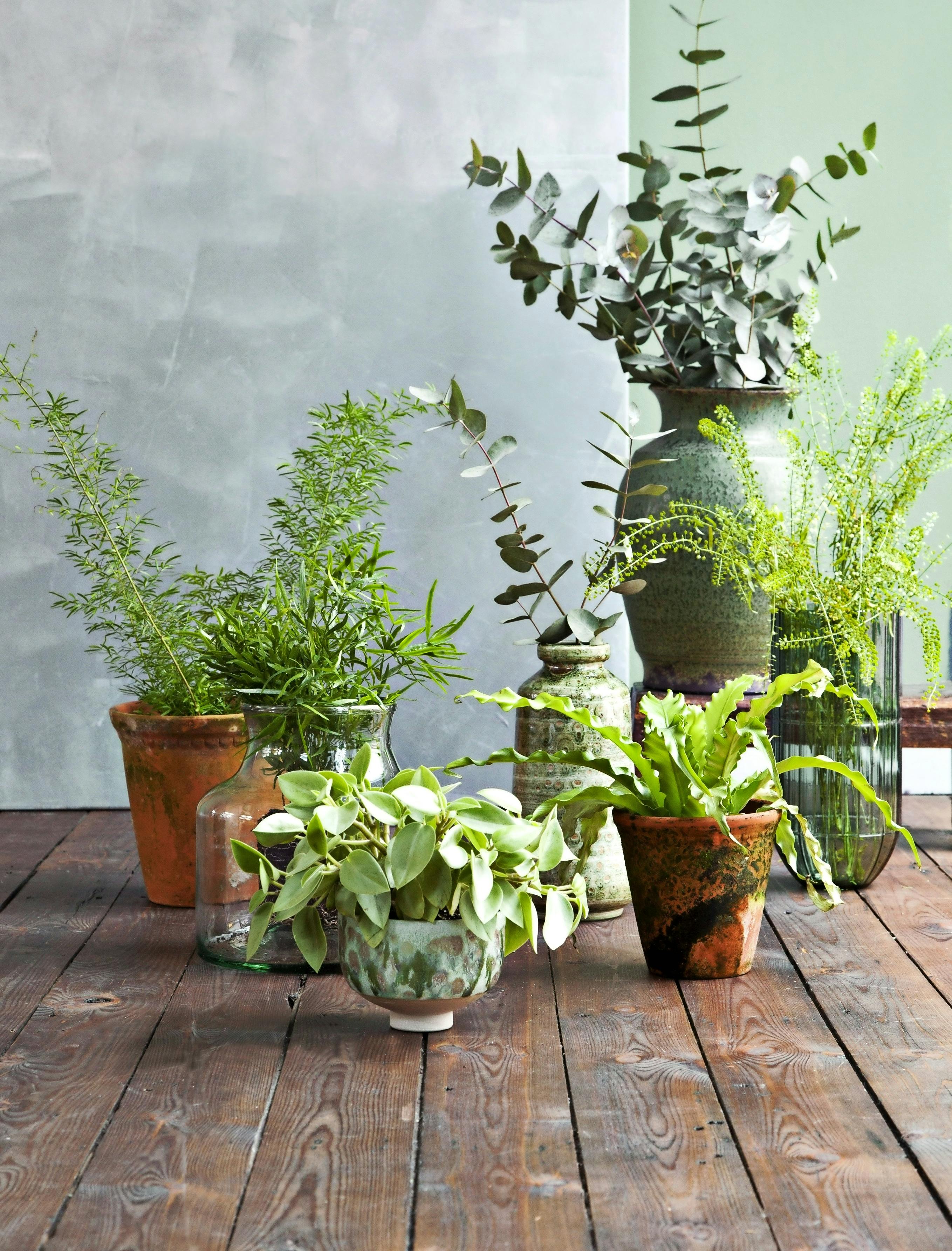 Guide til indendørs potteplanter