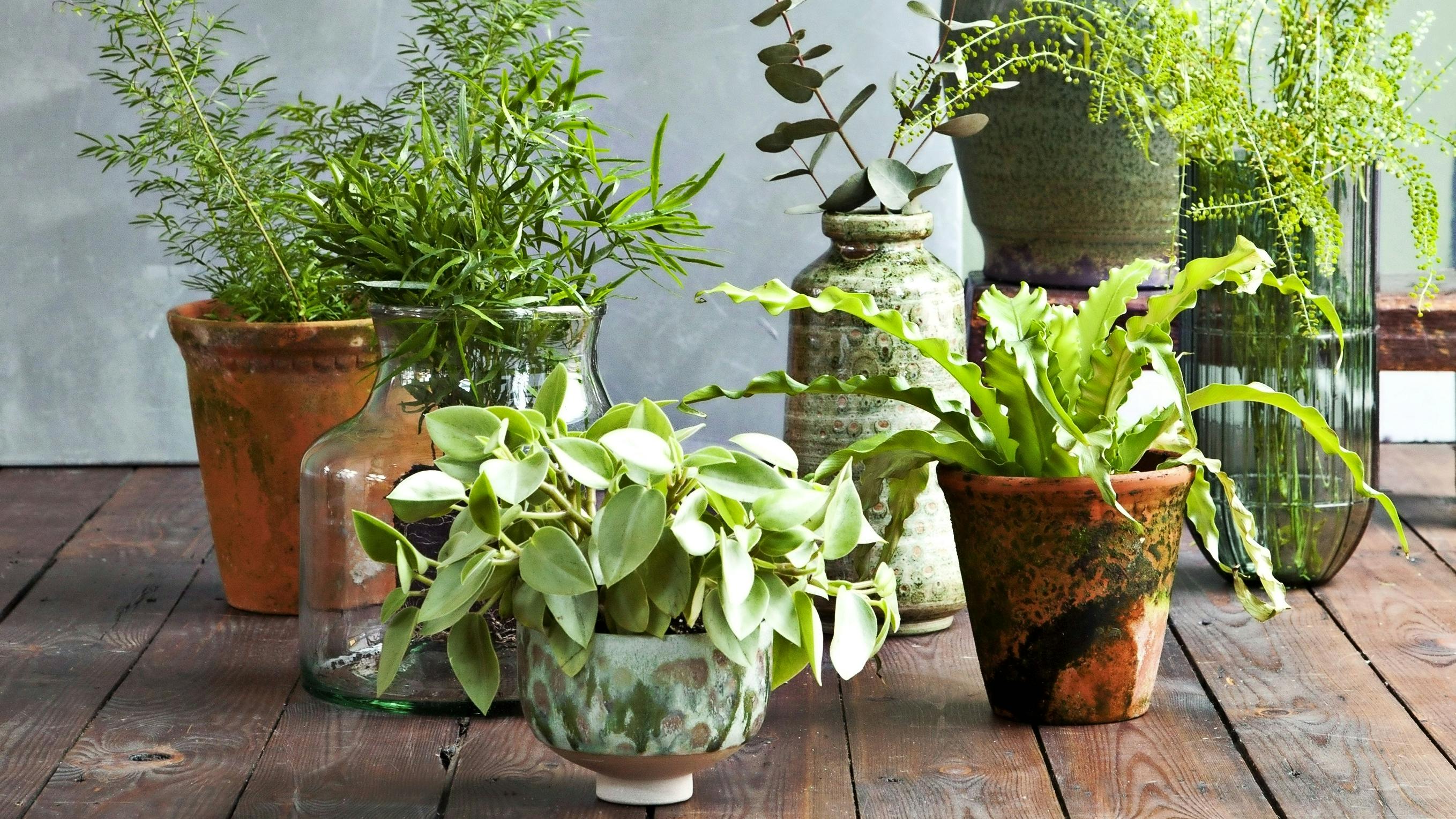 Guide til indendørs potteplanter