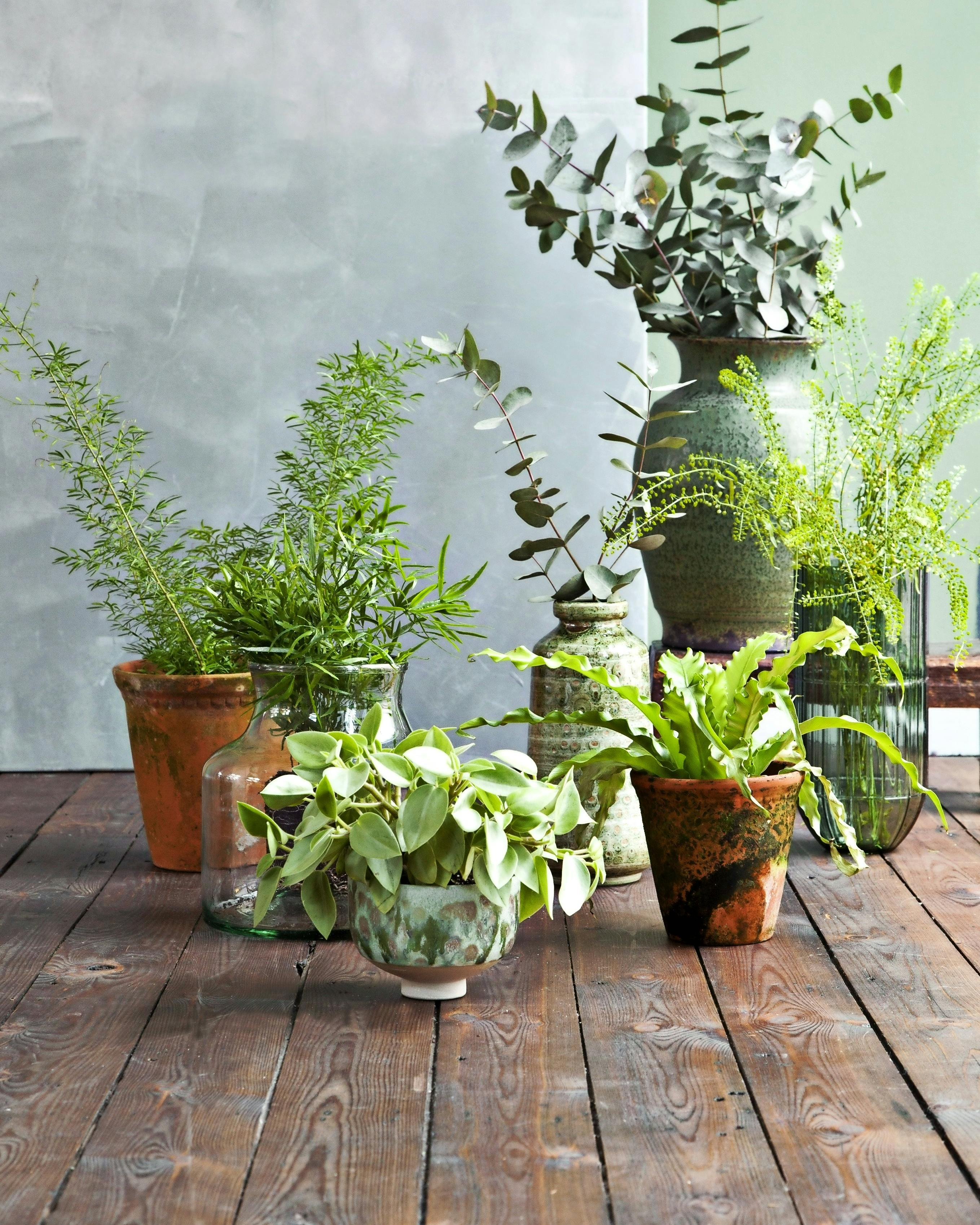 Guide til indendørs potteplanter