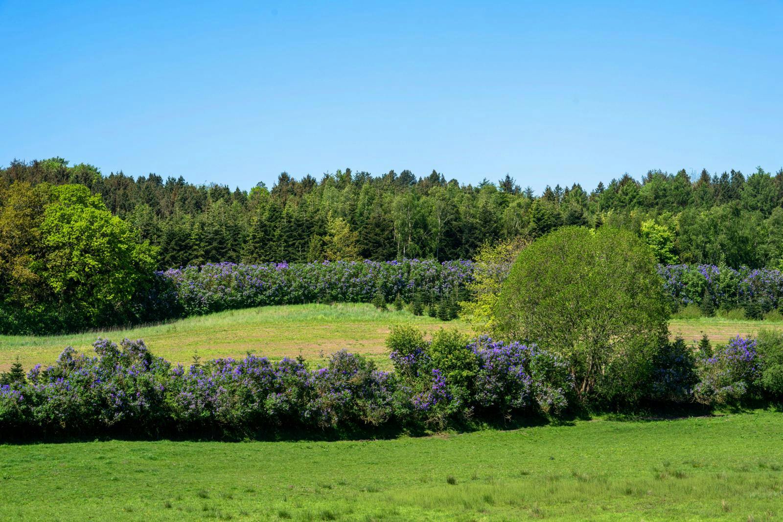 Syrenruten på Sydfyn