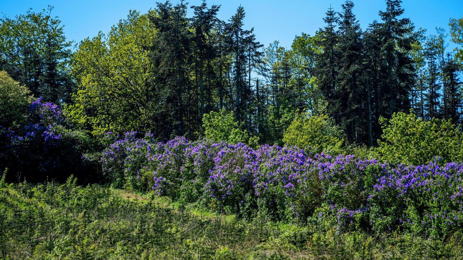 Syrenruten på Sydfyn