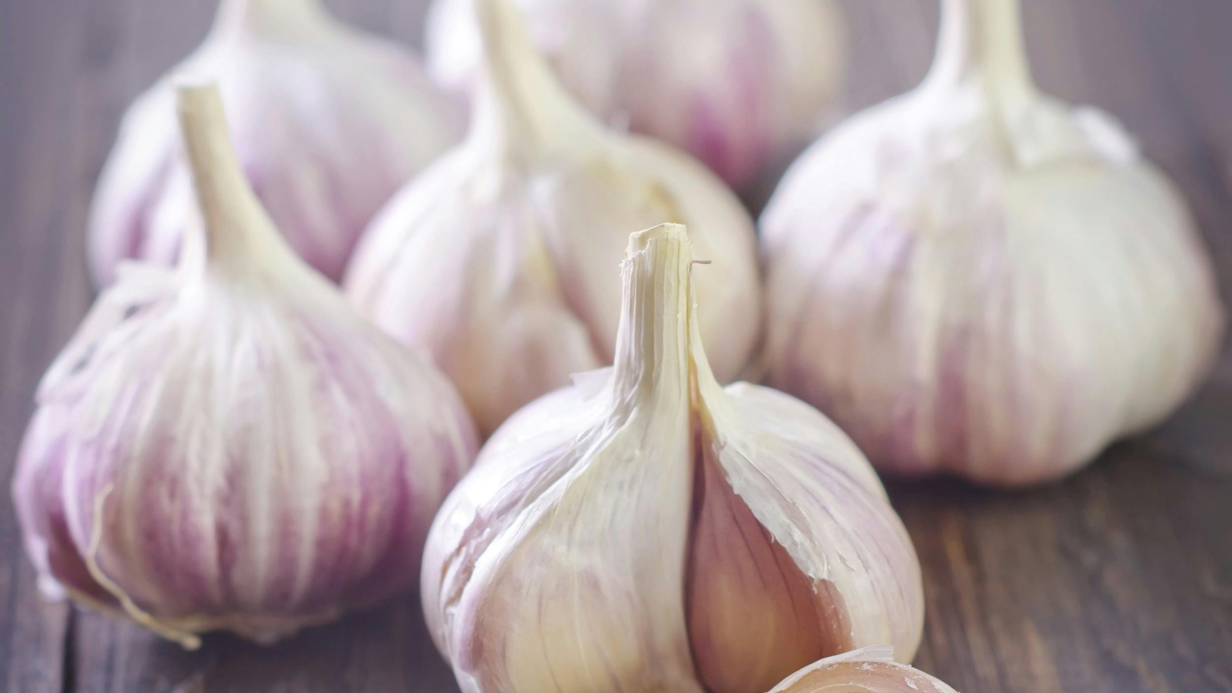 Hvidløg