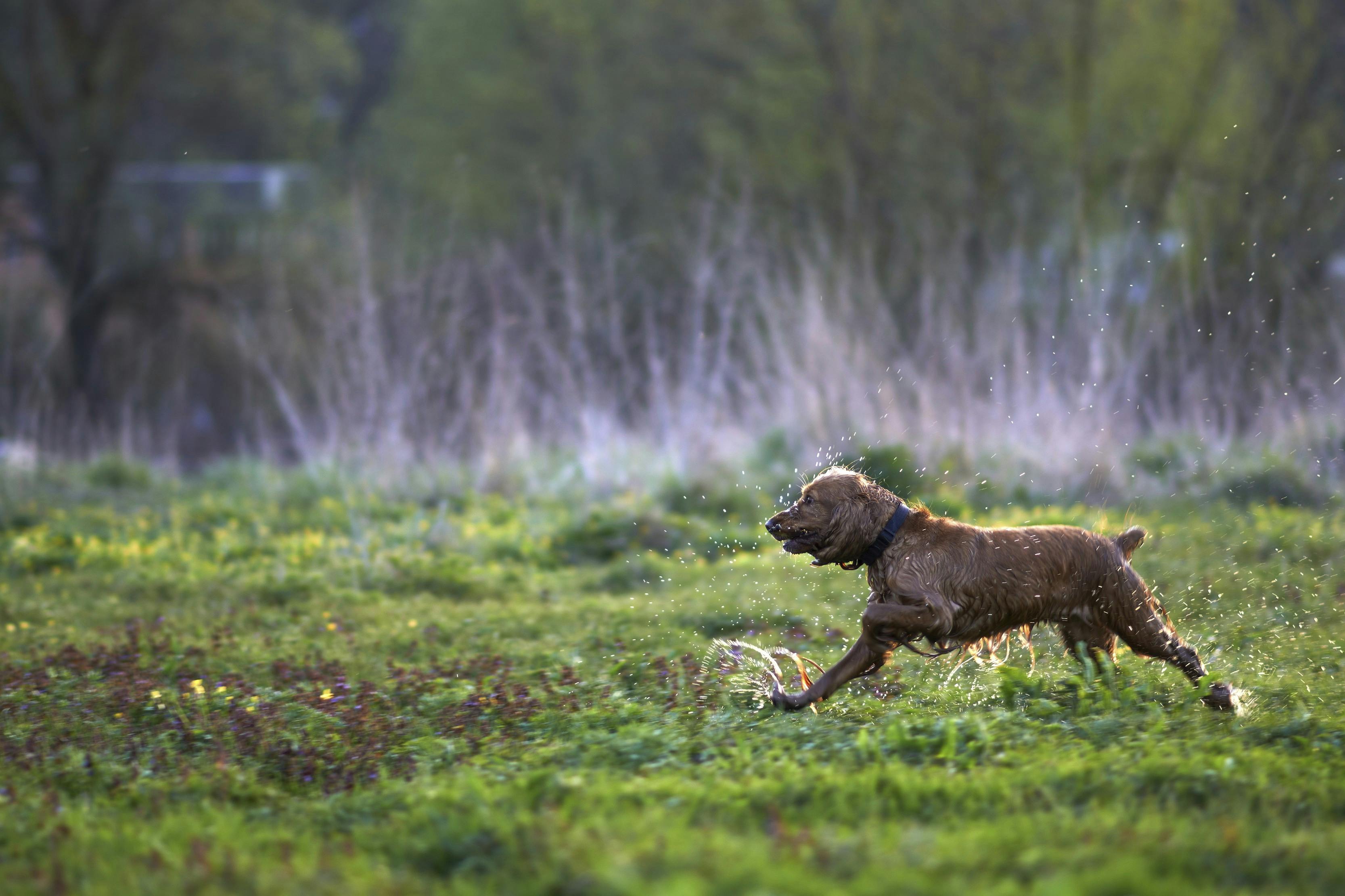 Hund der løber over en græsmark