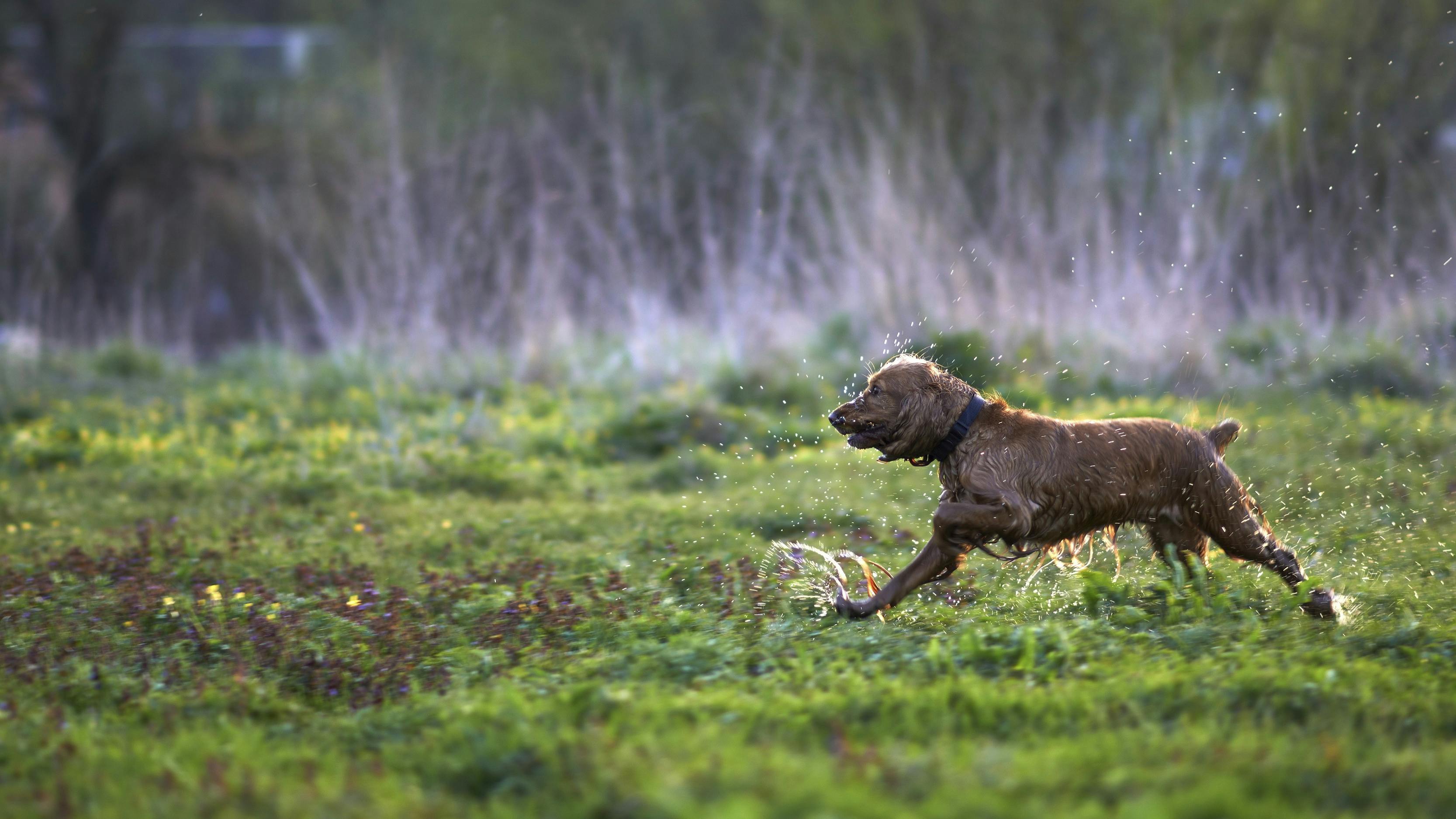 Hund der løber over en græsmark