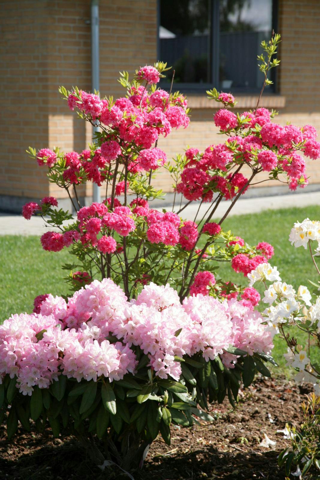Rododendron i bed
