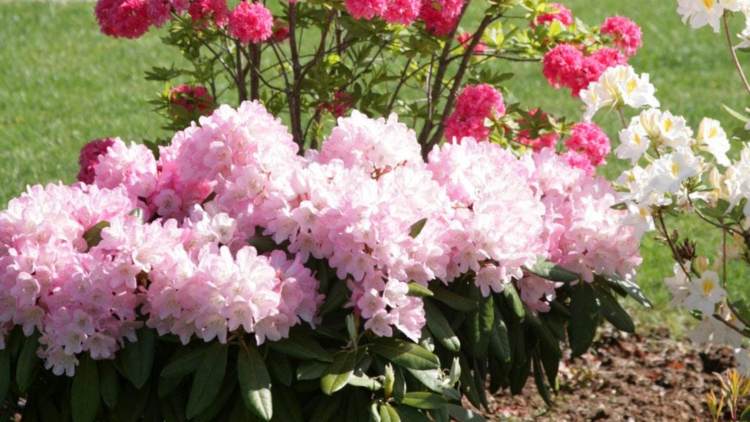 Rododendron i bed