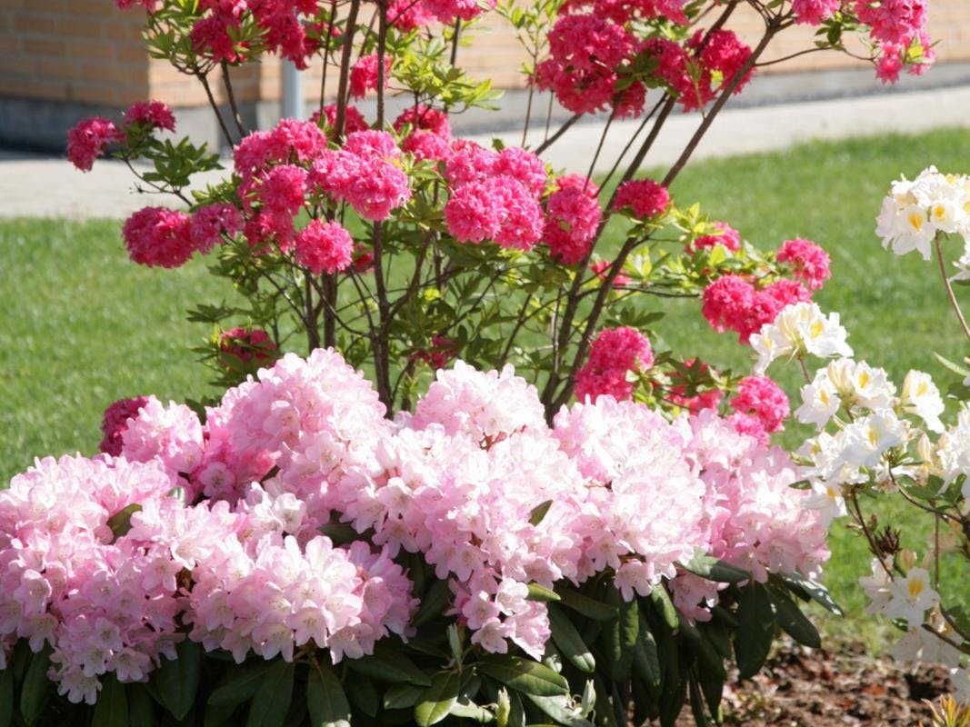 Rododendron i bed