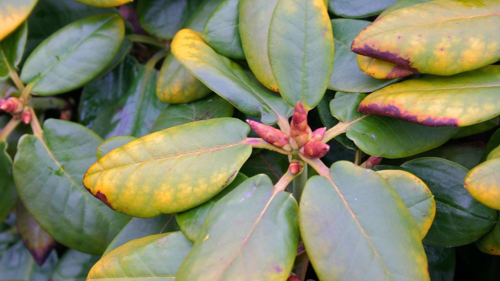 Gullige rododendronblade