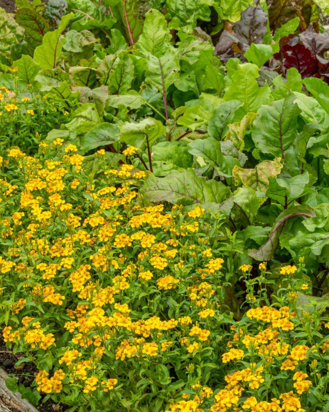 Tagetes afgiver en karakteristisk duft, der virker afskrækkende på mange skadedyr