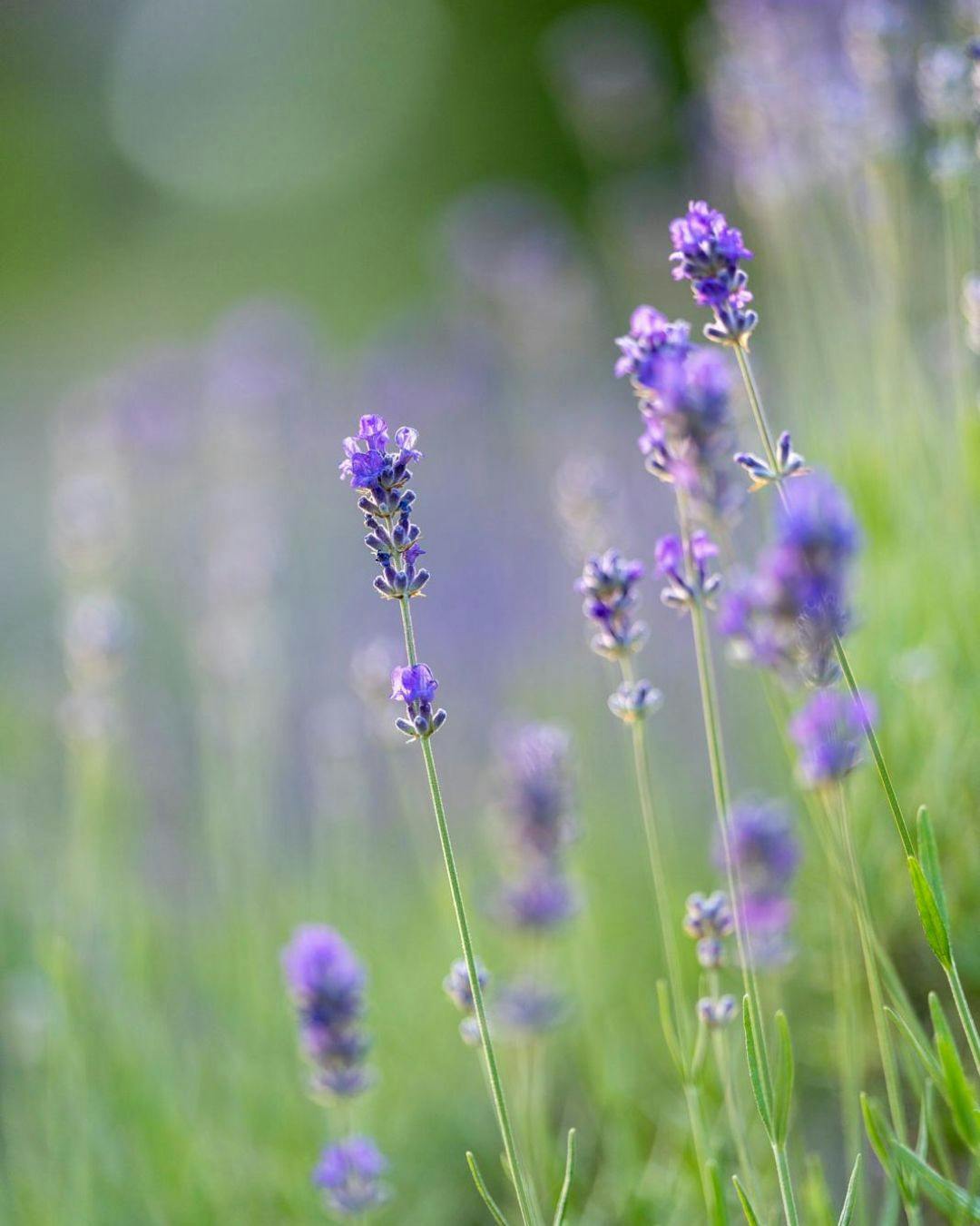 Lavendel kan afskrække bladlus