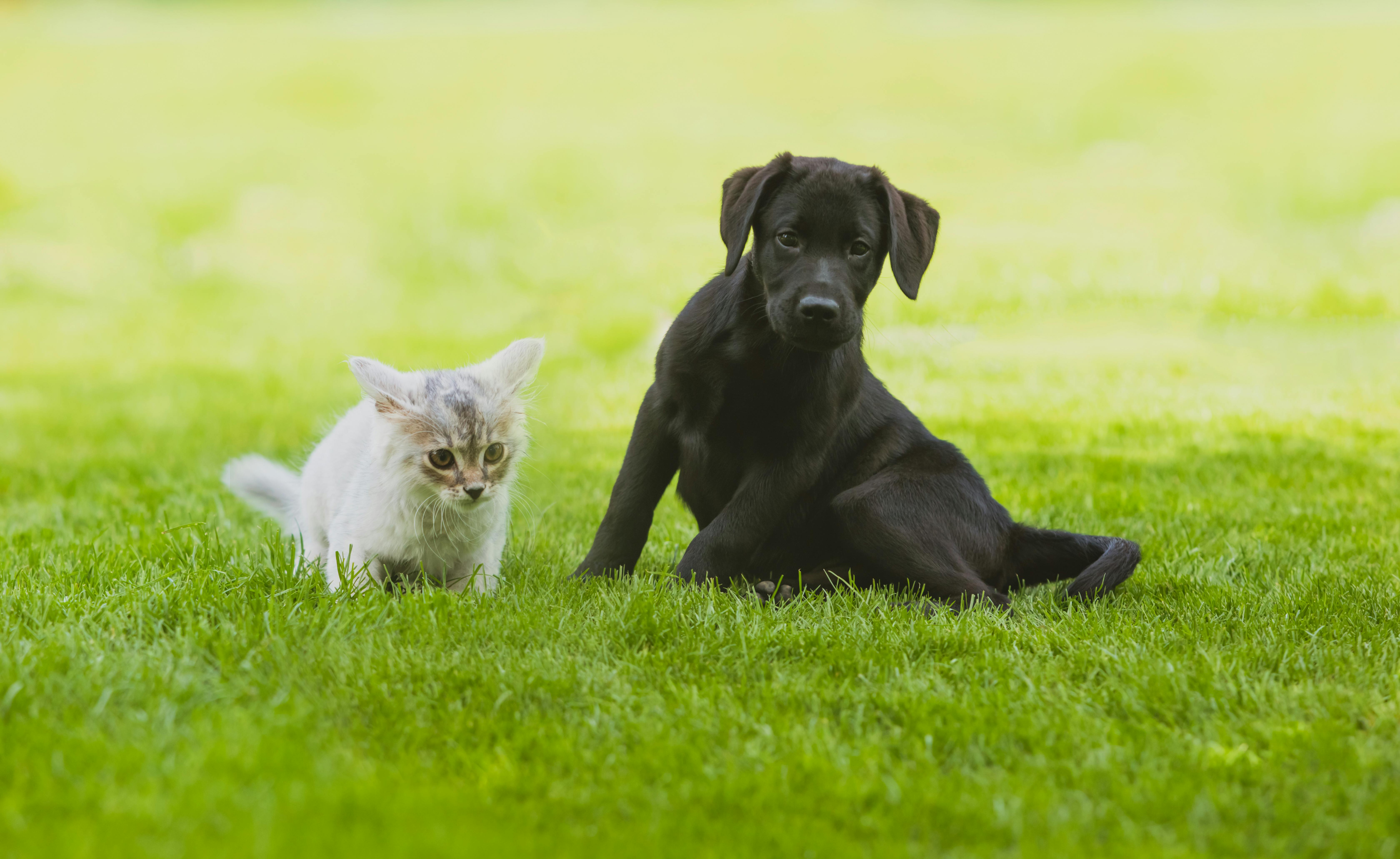 Sort labrador hundehvalp og hvid kattekilling