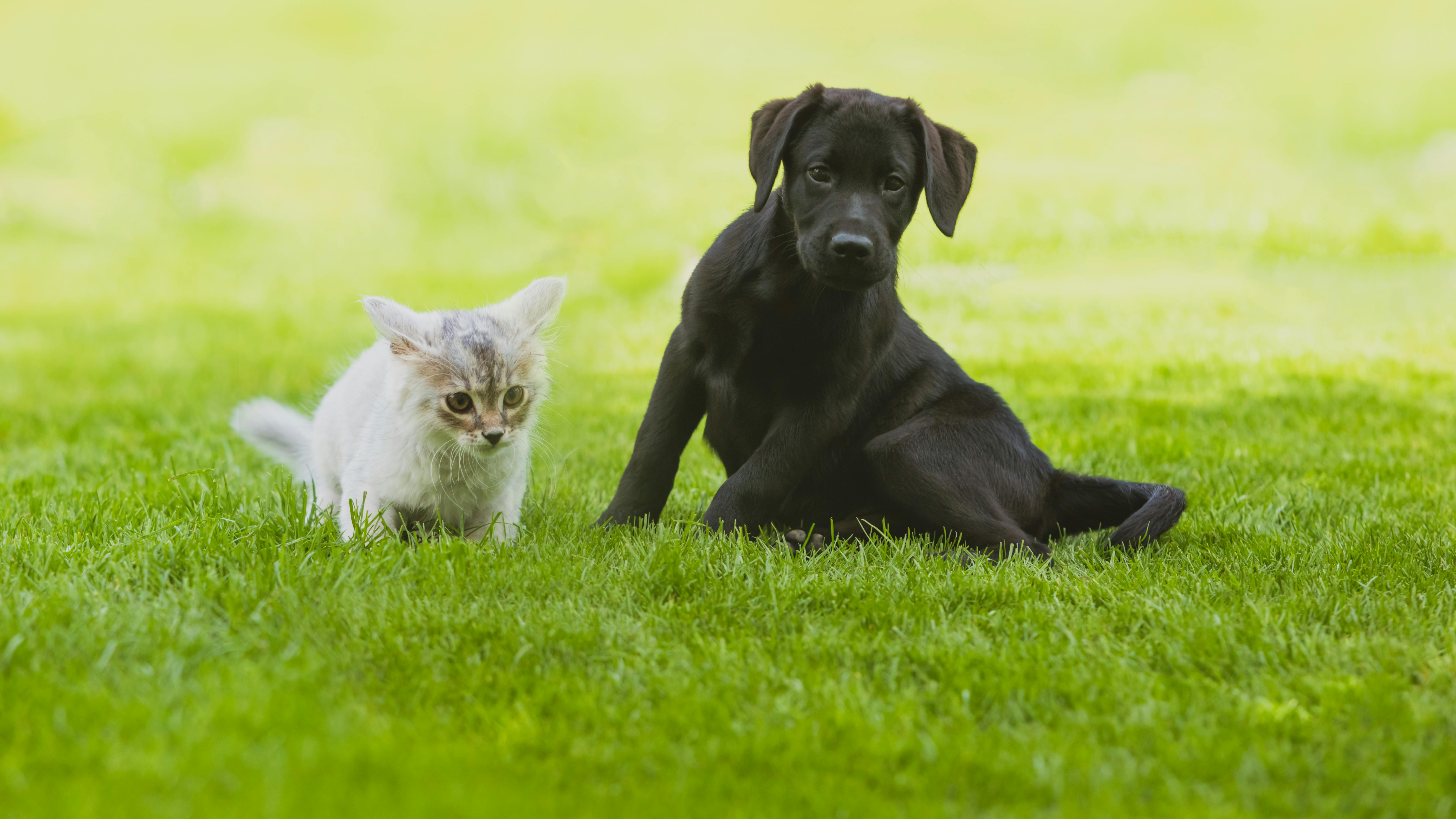 Sort labrador hundehvalp og hvid kattekilling
