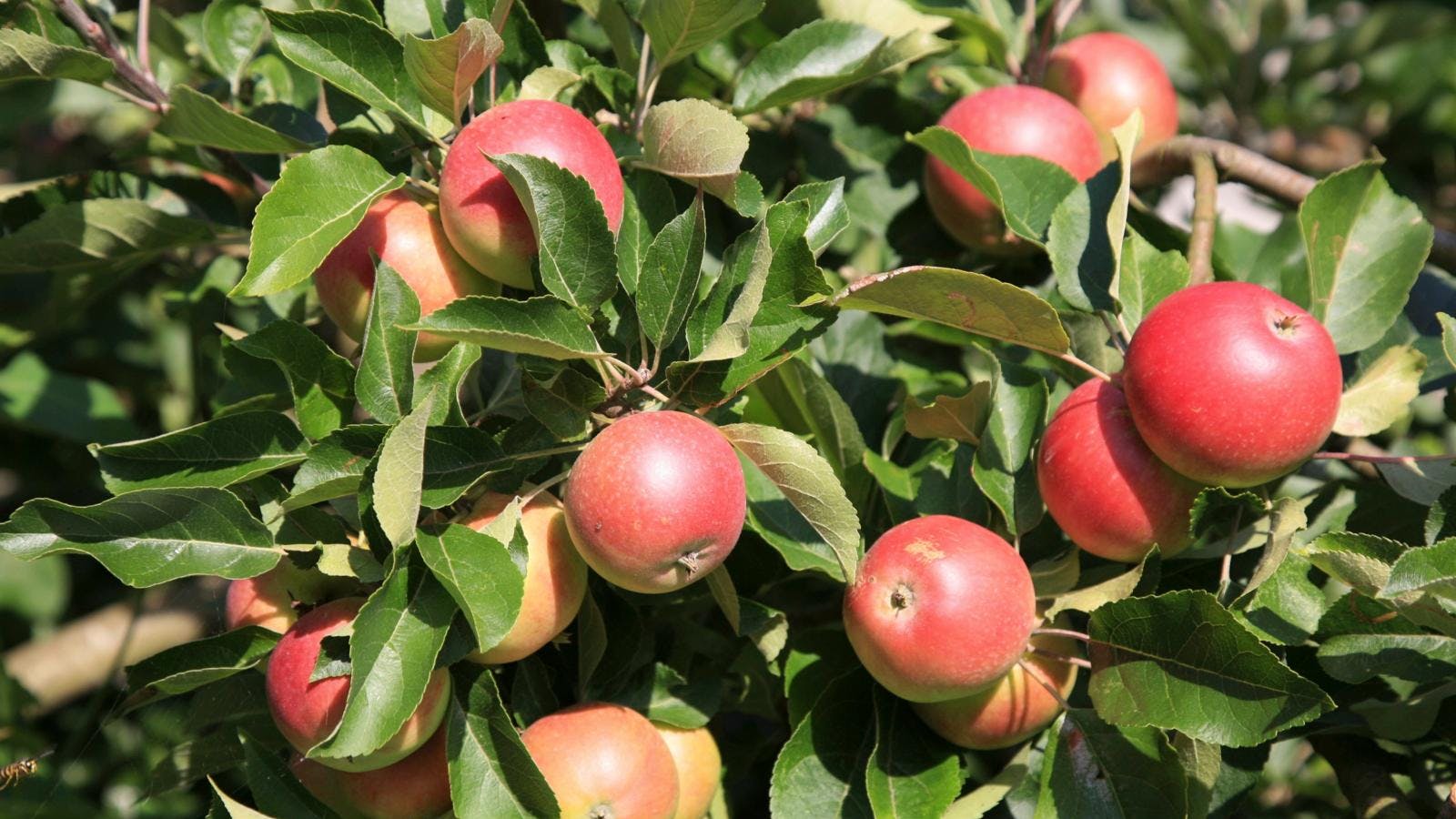 Æbler på et æbletræ
