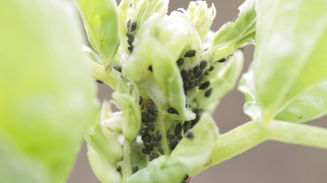 Det er svært at undgå lus i hestebønneplanter.