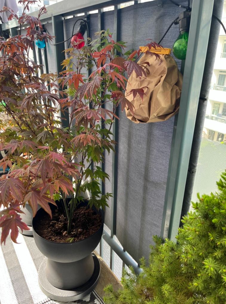 En brun pose skal holde hvepse væk