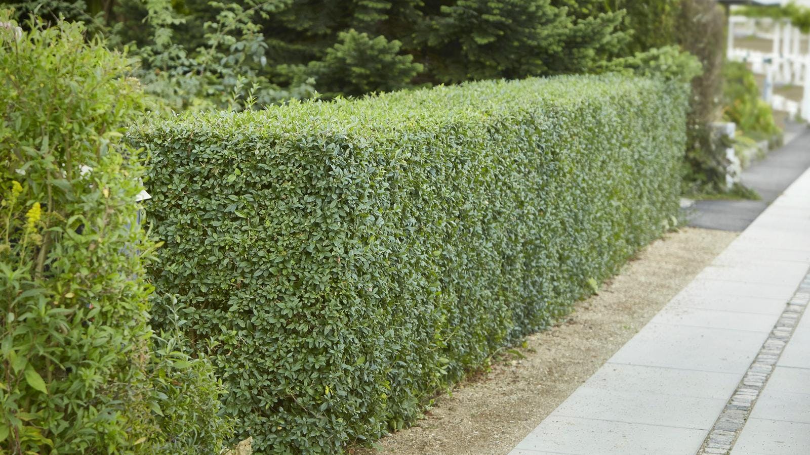 Nyklippet ligusterhæk