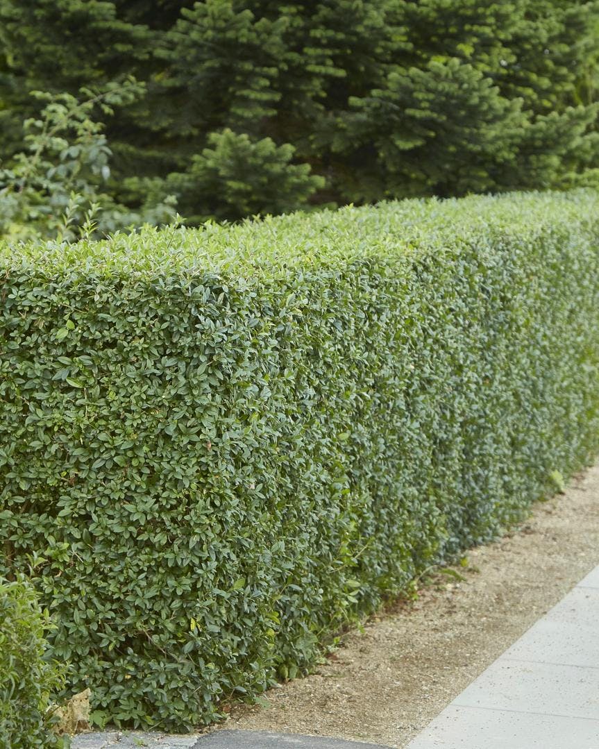 Nyklippet ligusterhæk