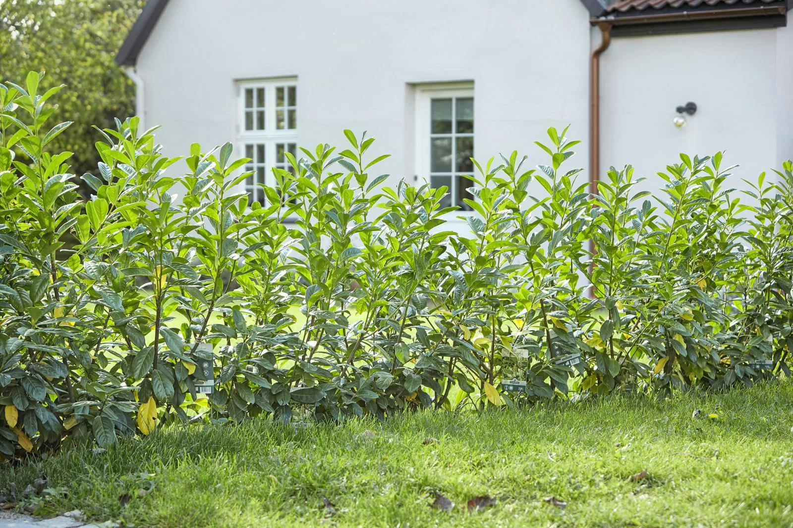Nyplantet hæk mellem to haver