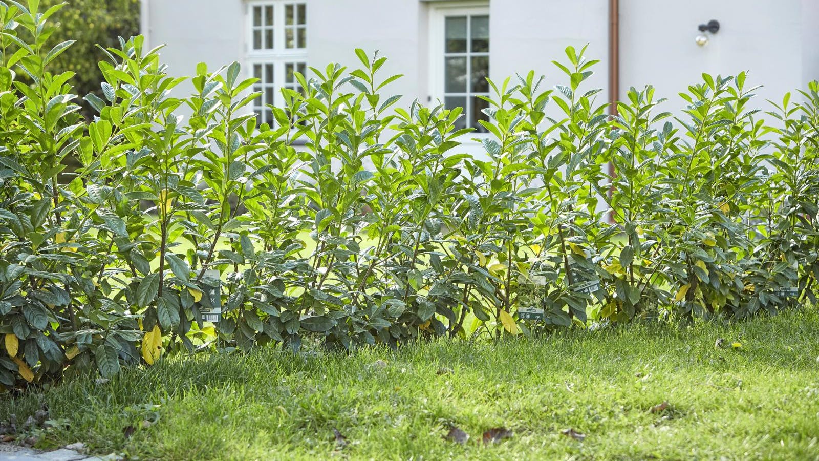 Nyplantet hæk mellem to haver