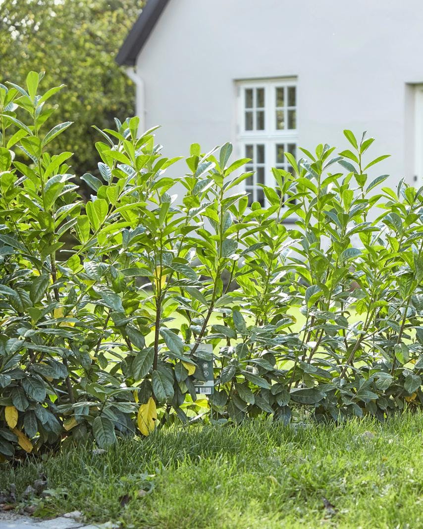 Nyplantet hæk mellem to haver