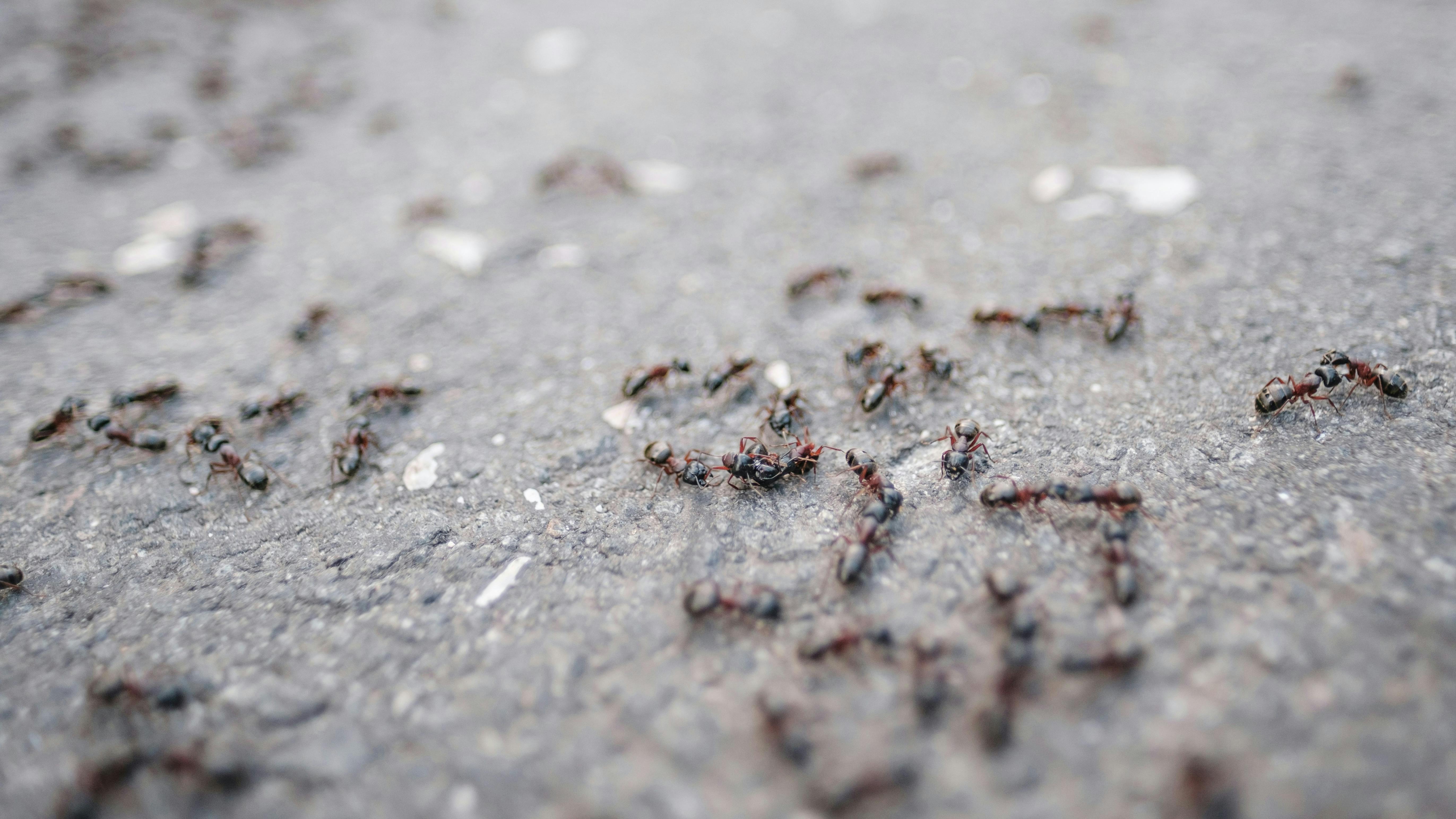 Myrer i huset og på terrasse og fliser er irriterende og kan være svære at bekæmpe.
