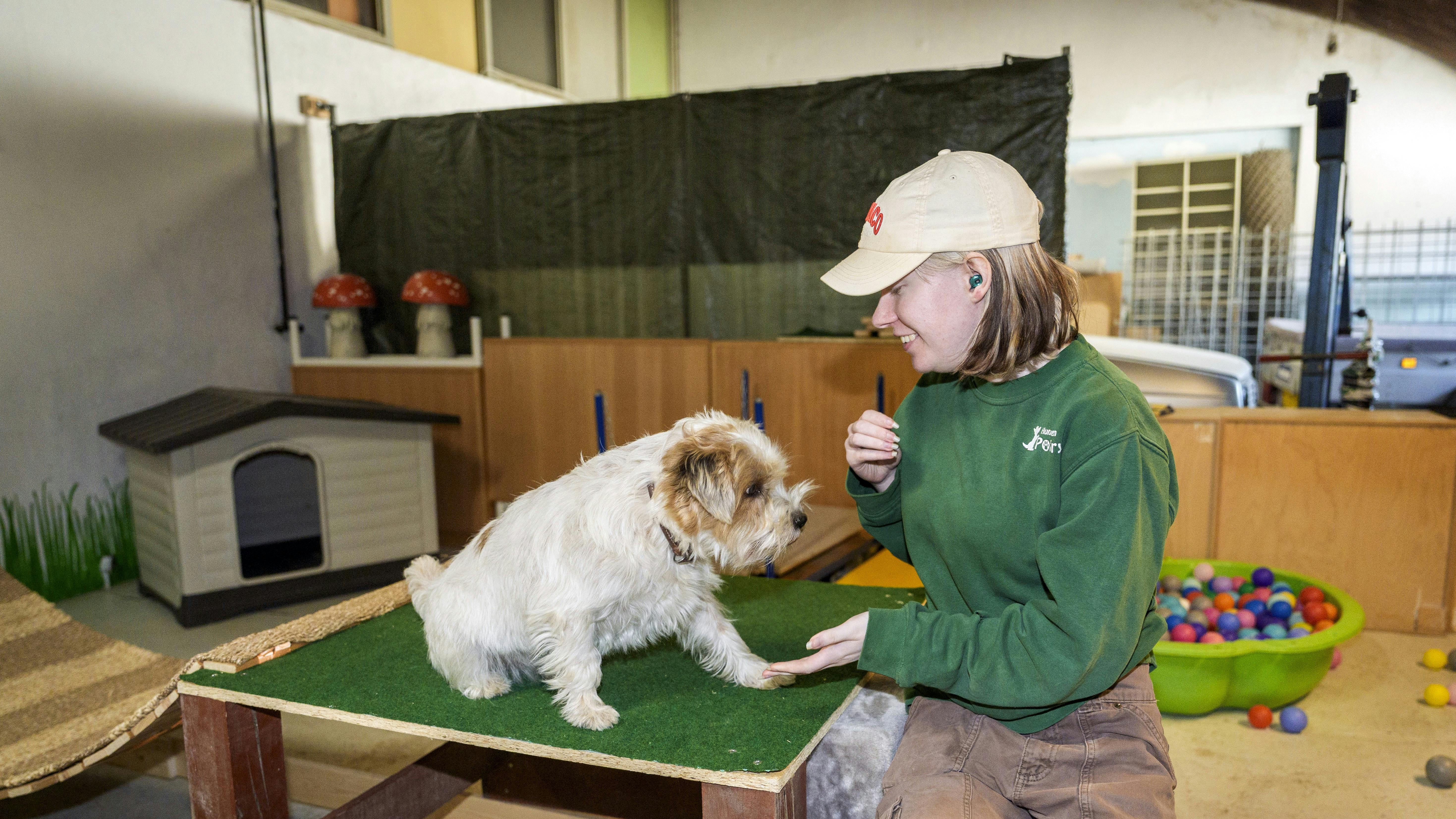 Praktikant Marie Adamsen træner hunden Diesel i sansehaven på Hundehaven Potefryd i Brabrand.