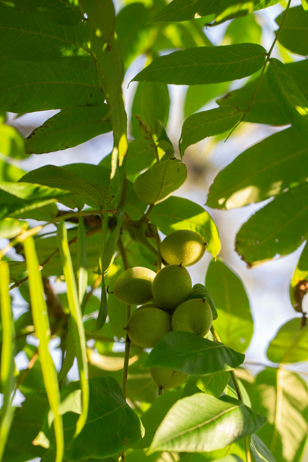 Et højt valnøddetræ kan kaste skygge i hele haven.