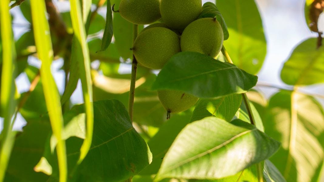 Et højt valnøddetræ kan kaste skygge i hele haven.