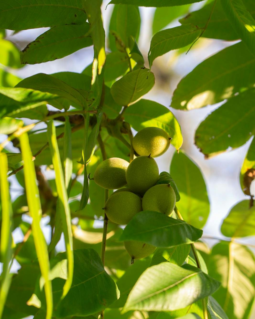 Et højt valnøddetræ kan kaste skygge i hele haven.